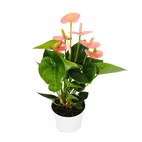 Flamingoblume - Anthurium andreanum Spirit - Anthurie - 12cm Topf - lachsrosa blühend