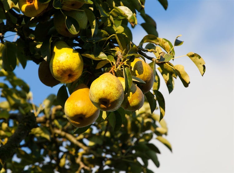 Pyrus communis 'Gellerts Butterbirne', Birne, 150–200 cm