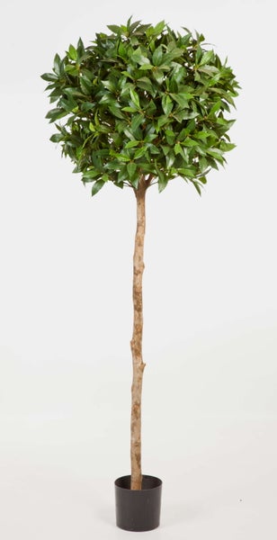 Nahaufnahme eines Lorbeers mit dichten, lanzettlichen Blättern und kleinen Blütenknospen.