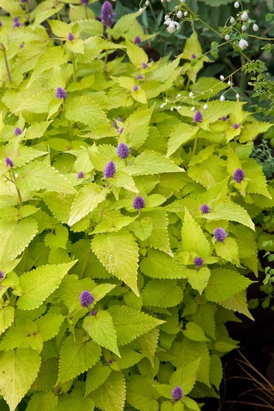 Agastache rugosa 'Golden Jubilee', Anisysop, goldgelb, ca. 9x9 cm Topf