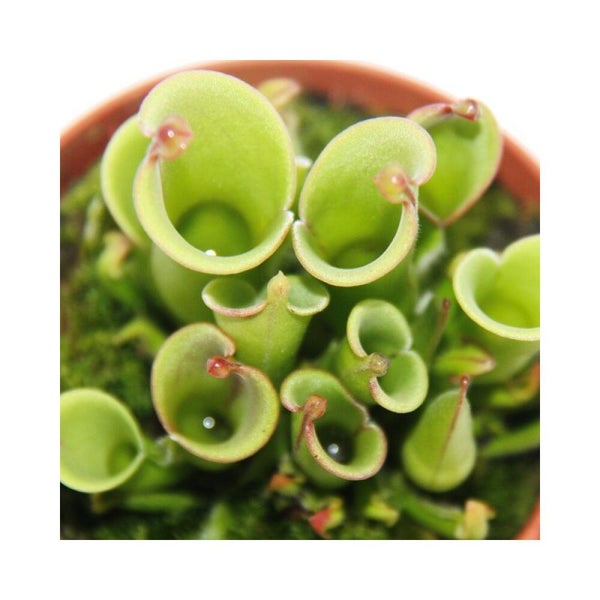 Fleischfressende Pflanze Heliamphora mit grünen, trichterförmigen Blättern in einem Topf mit Moos.