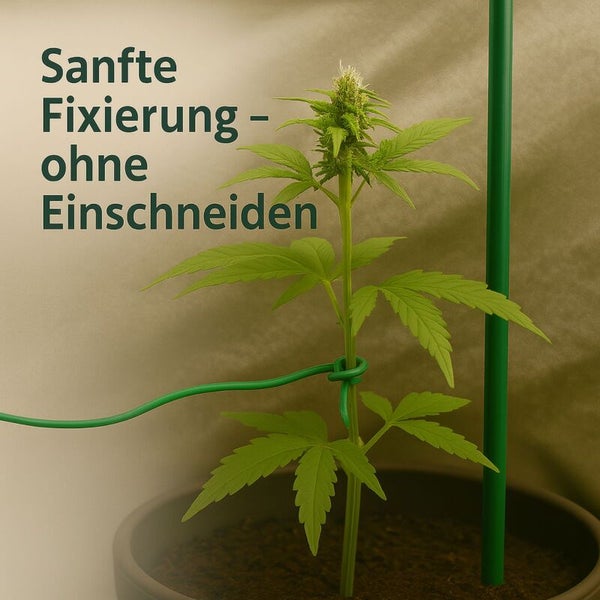 Pflanze mit sanfter Fixierung im Topf mit Pflanzenstab