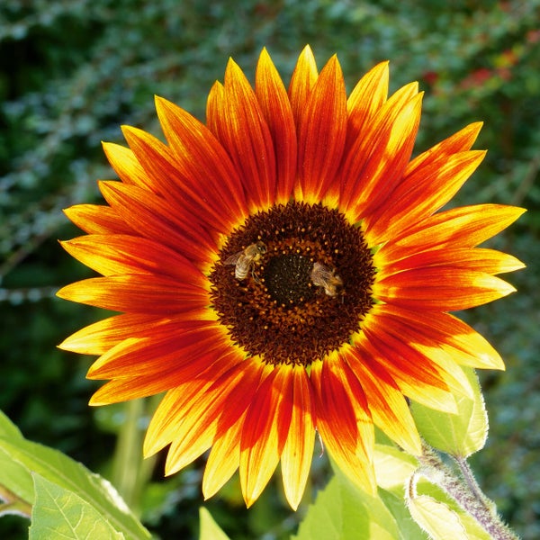 Nahaufnahme einer blühenden Sonnenblume mit zwei Bienen auf dem Blütenkopf in einem Garten.