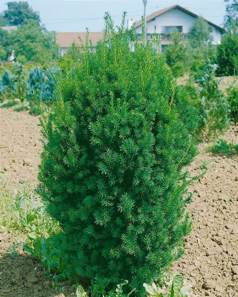 Im Bild ist ein grüner Formschnitt-Baum im Garten zu sehen.