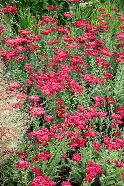 Nahaufnahme einer Gruppe von Roten Schafgarben im Garten.