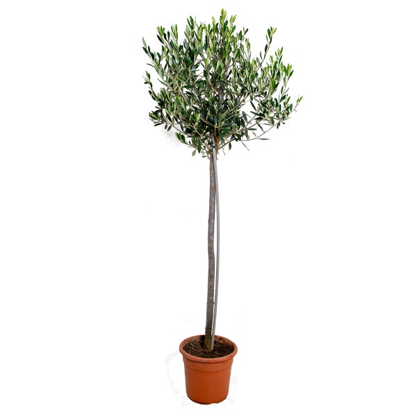 Bloomique - Olea Europaea - Olivenbaum Echt - Gartenpflanzen Winterhart - Höhe 90-110 cm - Topf 21 cm