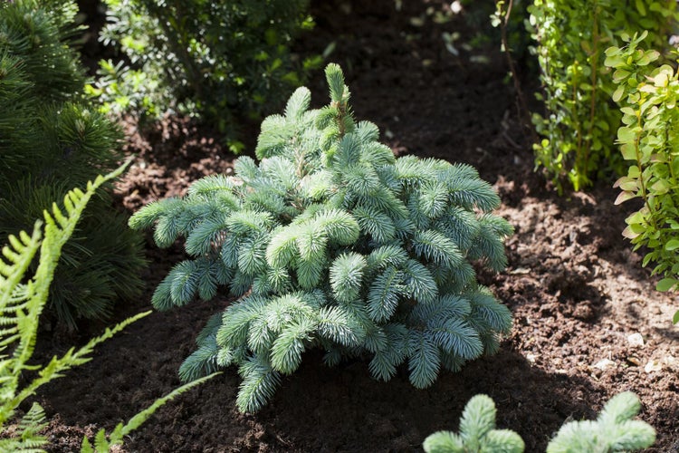 Picea pungens 'Glauca Globosa', Blautanne, kompakt, 25–30 cm