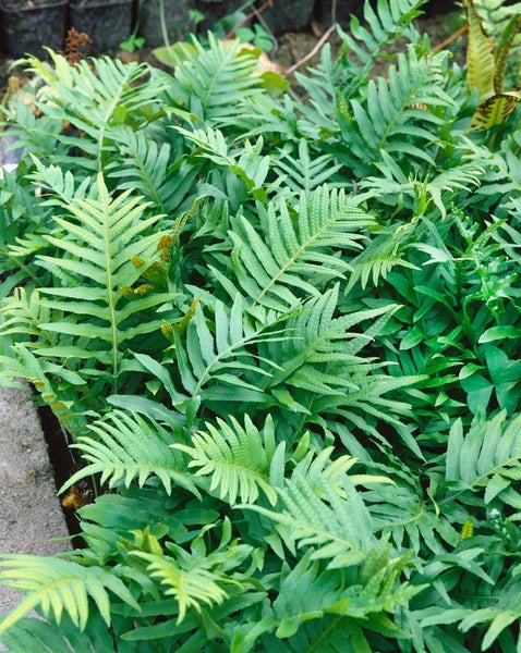 Polypodium vulgare, Tüpfelfarn, ca. 9x9 cm Topf