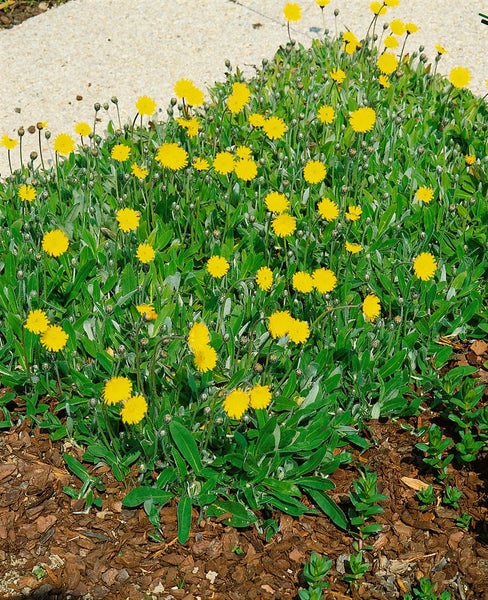 Hieracium pilosella, Habichtskraut, ca. 9x9 cm Topf, bodendeckend