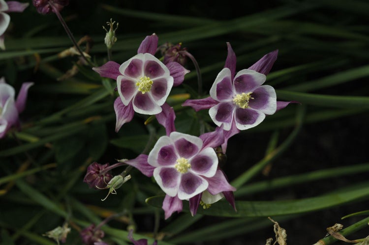 Aquilegia vulgaris 'William Guiness', Akelei, zweifarbig, ca. 9x9 cm Topf