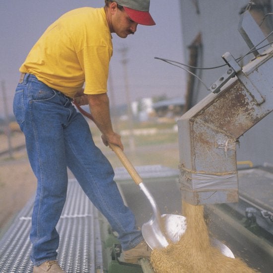 Mann schaufelt Getreide auf einen Anhänger