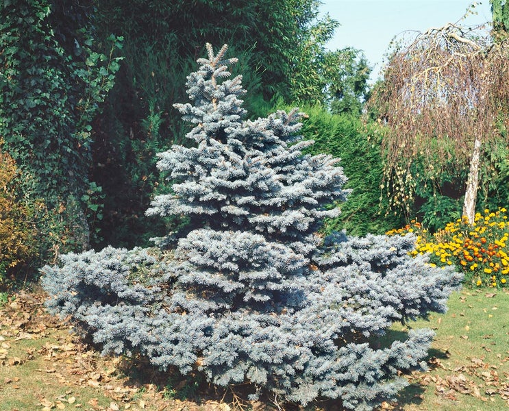 Nahaufnahme von Zweigen einer Blaufichte