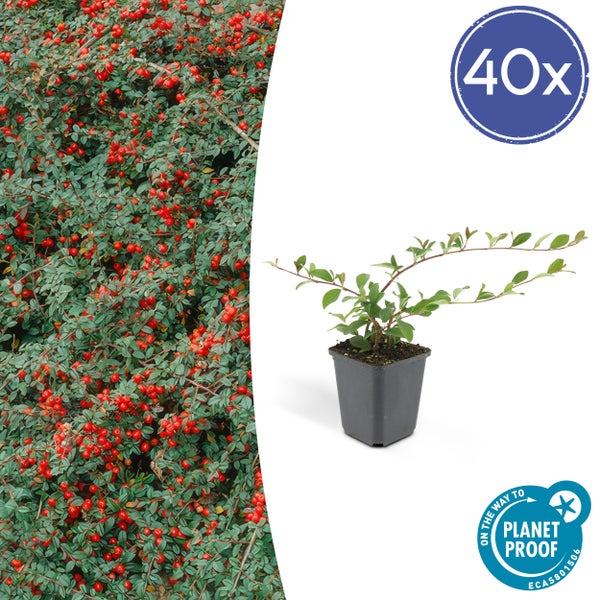Bodendecker - Cotoneaster dammeri - Teppich-Zwergmispel - 9cm Topf - Set mit 40 Pflanzen