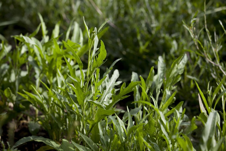 Nahaufnahme von Rucolablättern im Gartenbeet.