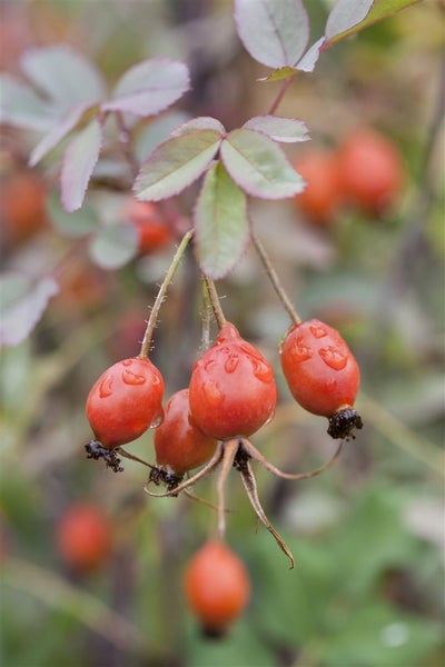 Rosa glauca, Rotblattrose, 40–60 cm