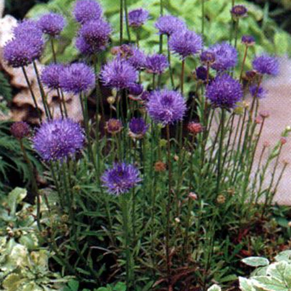 Blühende Kugelblume im Garten
