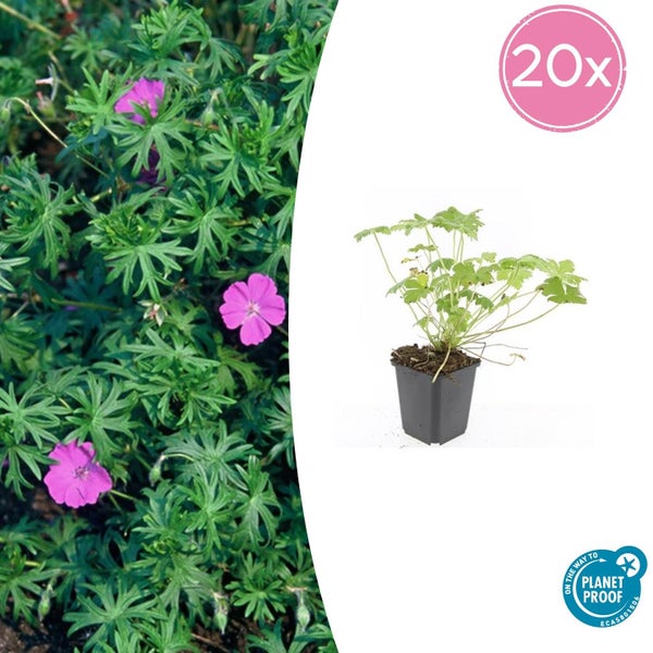 Set mit 20 Storchschnabel Geranium Pflanzen, eine Jungpflanze im Topf und eine blühende Fläche mit rosa Blüten, Planet Proof zertifiziert.