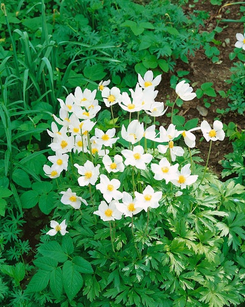 Anemone sylvestris, Schneewindröschen, weiß, ca. 9x9 cm Topf