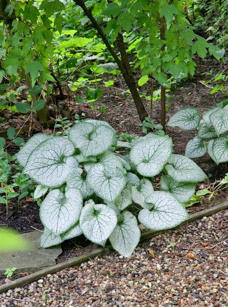 Brunnera macrophylla 'Jack Frost', Kaukasusvergissmeinnicht, ca. 11x11 cm Topf