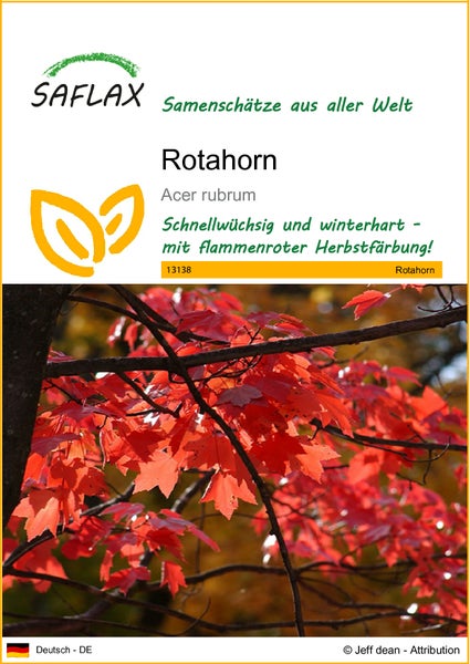 SAFLAX  - Rotahorn - Acer rubrum - 20 Samen