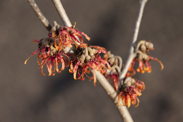 Hamamelis intermedia 'Diane', Zaubernuss, rot, 40–60 cm