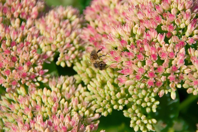Sedum telephium 'Herbstfreude', Fetthenne, rosa Blüten, ca. 9x9 cm Topf