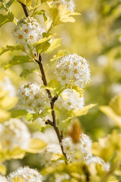 Physocarpus opulifolius 'Dart's Gold', gelblaubig, 60–100 cm