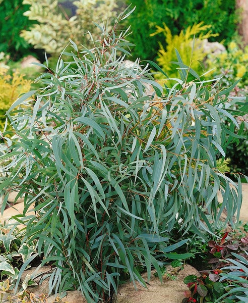 Eukalyptusbaum im Garten