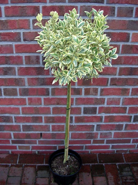 Ligustrum ovalifolium Variegatum, Buntes Liguster-Stämmchen, Höhe inklusive Topf: 130-140 cm