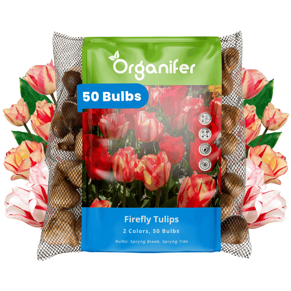 Organifer Firefly Tulpenzwiebeln Set mit 50 Stück für eine zweifarbige Frühlingsblüte im Garten