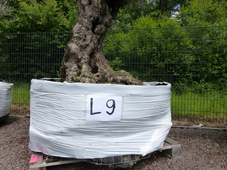 genau dieser Baum L9 Olivenbaum 230 cm, knorrige alte urige Olive winterhart