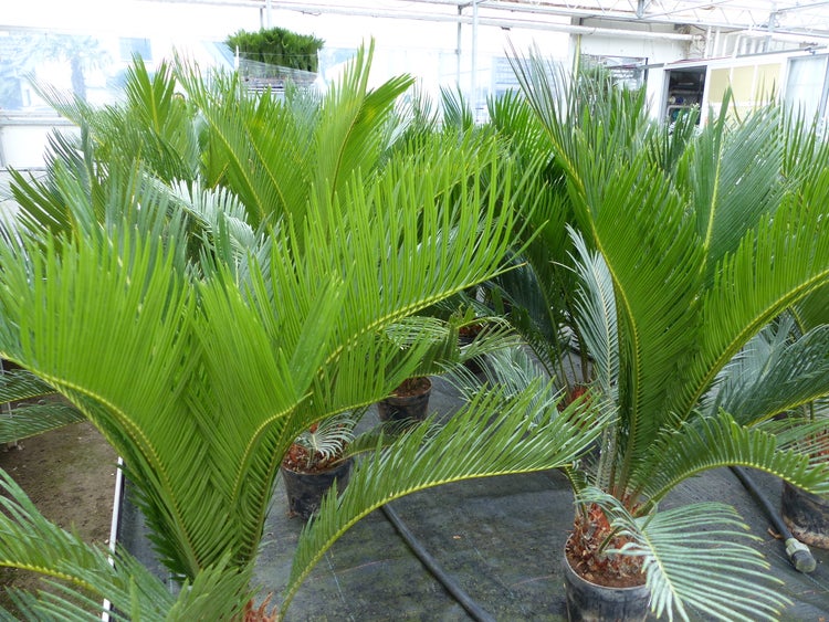 Cycas Revoluta Bonsai 40 - 60 cm Palmfarn Sagopalme Palme, innen + außen