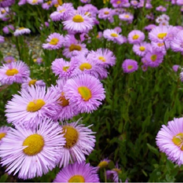 Nahaufnahme von vielen rosafarbenen Gänseblümchen im Garten.