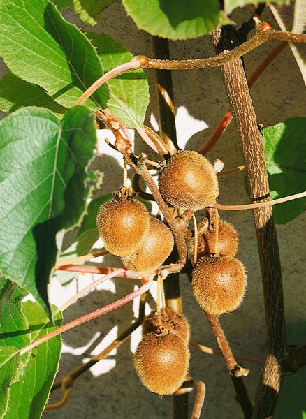 Actinidia chinensis 'Solo', Kiwi, 40–60 cm