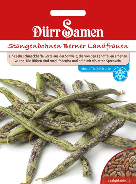 Dürr Samen Samentüte Stangenbohnen Berner Landfrauen mit grün-violett gesprenkelten Bohnenhülsen.