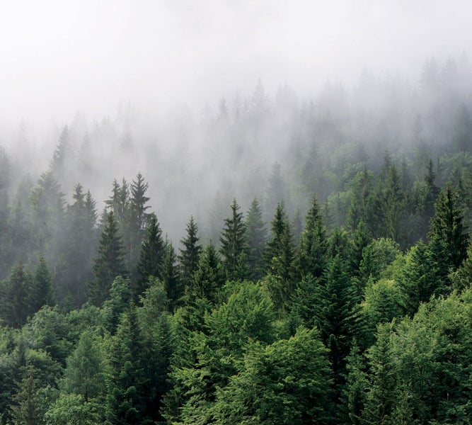 Nebliger Wald mit Nadelbäumen