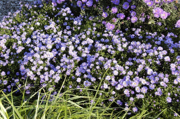 Aster dumosus 'Prof.Anton Kippenberg', Kissen-Aster, violett, ca. 9x9 cm Topf