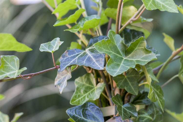 Hedera helix 'Hibernica', Irischer Efeu, 100–150 cm