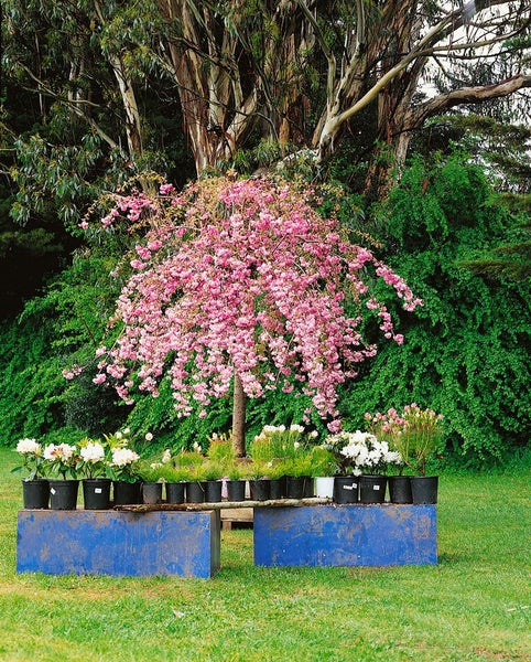 Blühender Zierbaum und verschiedene Pflanzen in Töpfen auf einem blauen Tisch