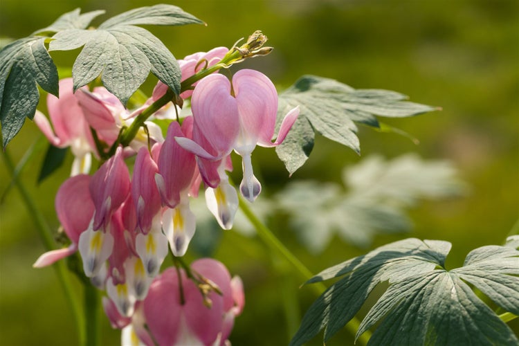 Dicentra spectabilis, Tränendes Herz, rosa, ca. 9x9 cm Topf