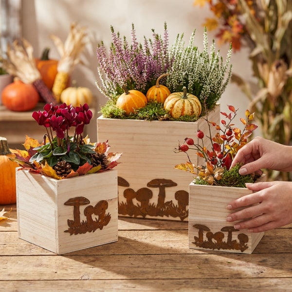 Drei quadratische Pflanzkisten aus Holz mit Rostoptik Pilzdekor, bepflanzt mit Herbstblumen, Zierkürbissen und Zweigen für herbstliche Dekoration.