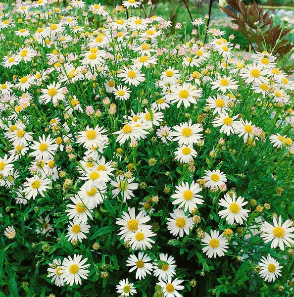 Kalimeris incisa, Feinstrahl-Aster, zartlila, ca. 9x9 cm Topf