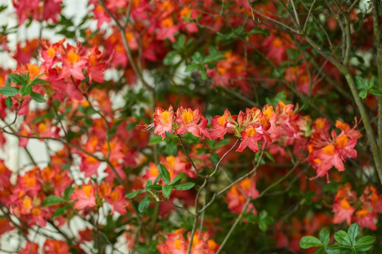 Rhododendron luteum 'Royal Command', gelb, 30–40 cm