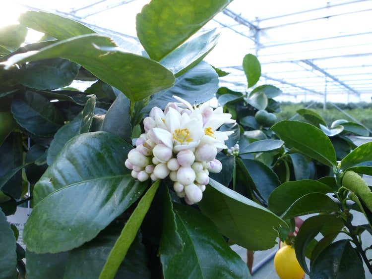 beste Sorte: Bonsai Meyer Meyerii Zitrone echter Zitronenbaum 60 - 70 cm Citrus Limon Zitruspflanze