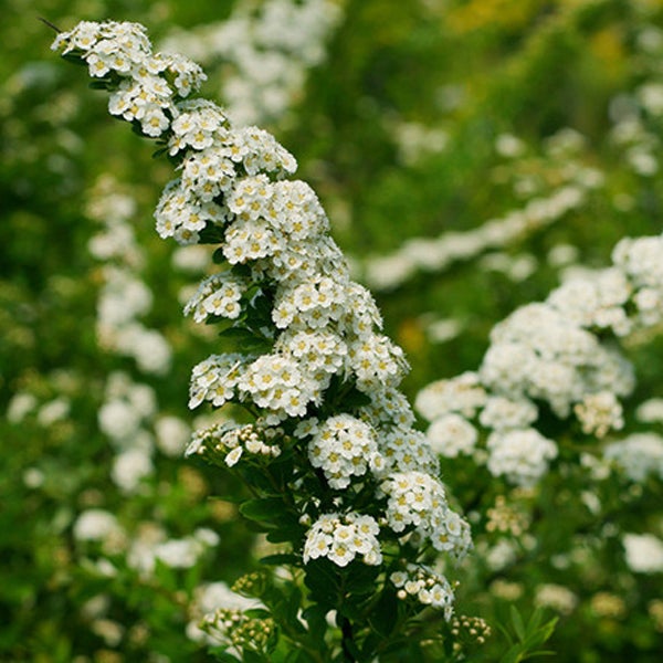 Zweig mit Spierstrauchblüten