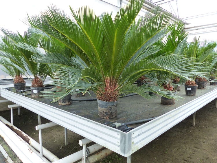 Cycas Revoluta Bonsai 40 - 60 cm Palmfarn Sagopalme Palme, innen + außen