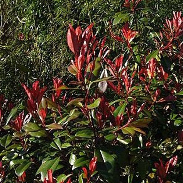 Photinia Fraseri Red Robin Hecke mit roten und grünen Blättern