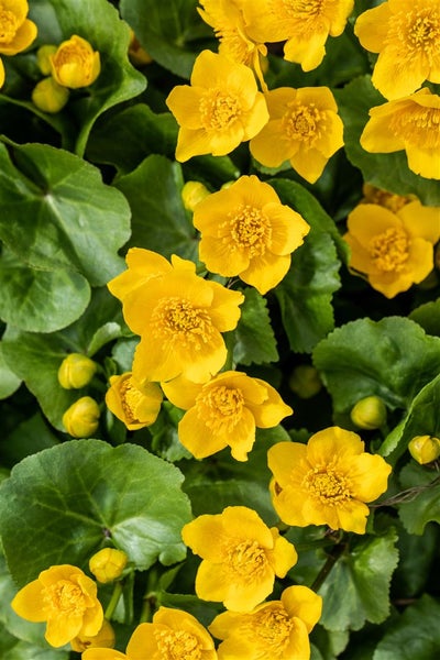 Sumpfdotterblume mit gelben Blüten und grünen Blättern