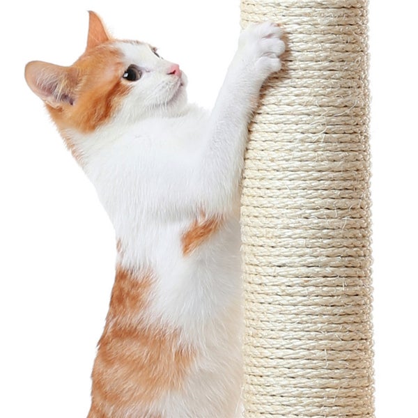 Katze kratzt an einem Kratzbaum