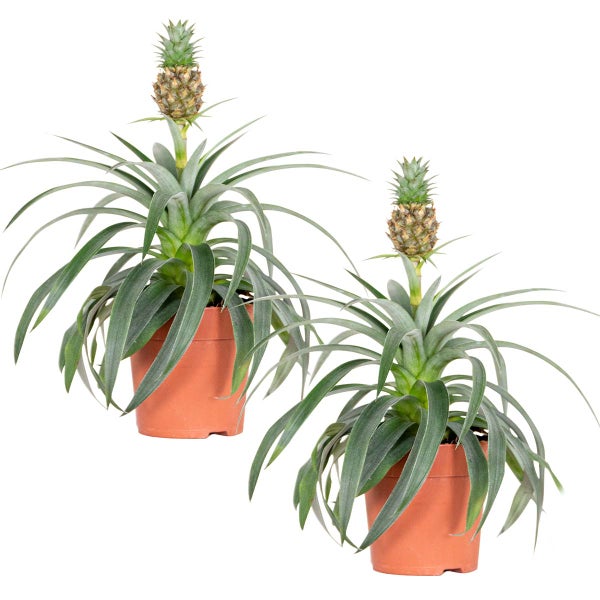 2x Ananas comosus 'Mi Amigo' – Ananaspflanze – Zimmerpflanze – Pflegeleicht – ⌀12 cm – ↕30-35 cm